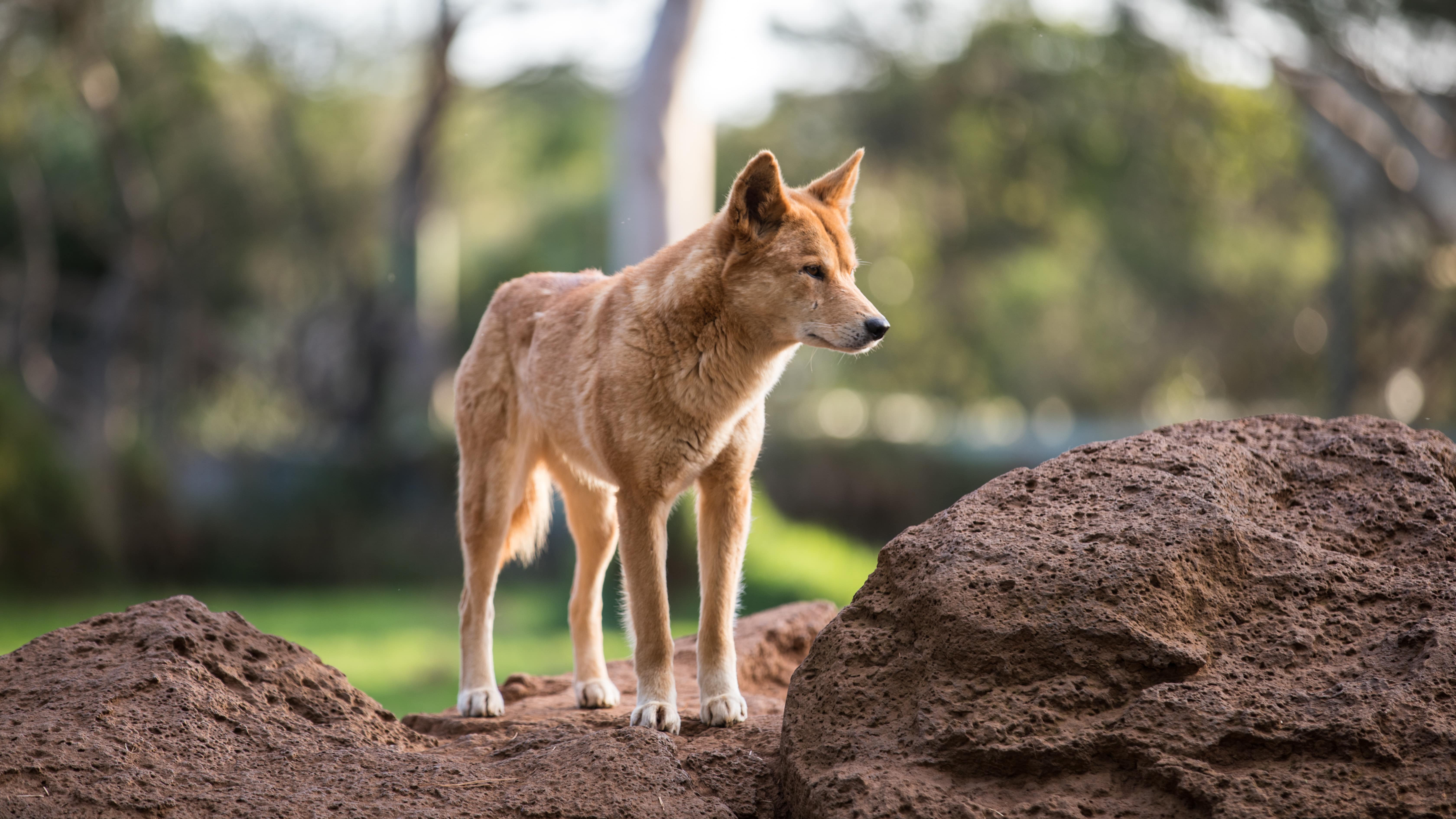 Dingoes Main Image